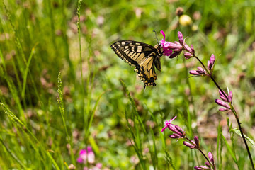 butterfly on a flower