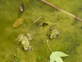 The Green Frog. The amphibian frog is ordinary.