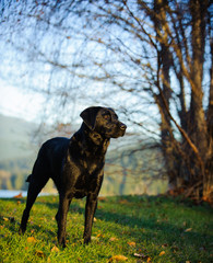 Black Labrador Retriever dog outdoor portrait standing in park