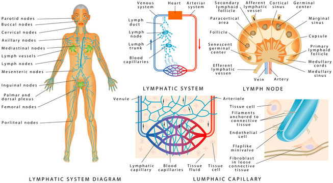 lymphatic system flow chart