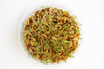 young sprouts of oats sprouted for cats in the winter to improve digestion and as a source of...