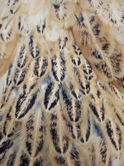 Designed wild feathers