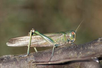 Migratory Locust
