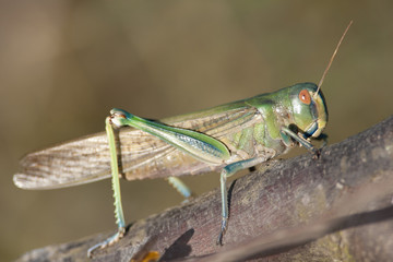 Migratory Locust