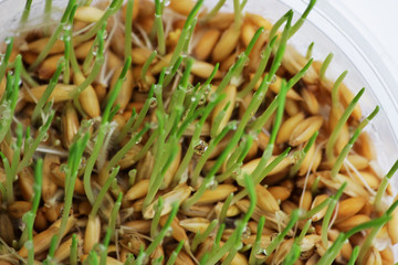 young sprouts of oats sprouted for cats in the winter to improve digestion and as a source of vitamins and enzymes. green grass with drops of dew.