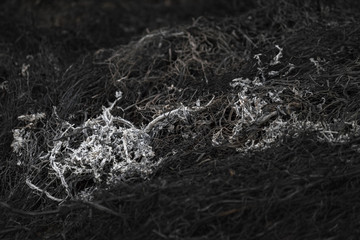 dark background ashes from burnt grass in a meadow