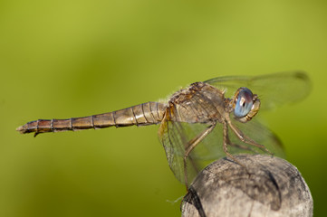 Scarlet Dragonfly, female