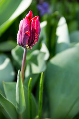 Red tulips on flowerbed in garden