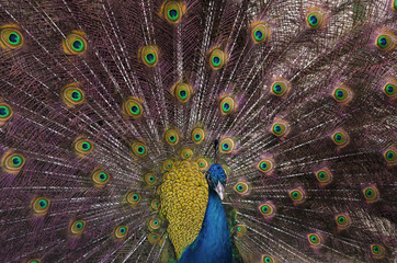 Obraz premium Indian blue peacock with spread feathers