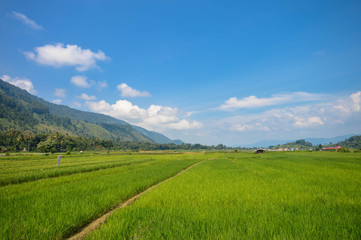 Fototapeta na wymiar Beautiful panoramic landscapes with rice plantations in Samosir Island, Lake Toba, North Sumatra. Indonesia
