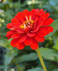 zinnia flower in the garden .