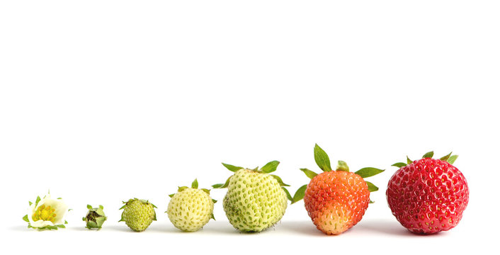 Strawberry growth isolated