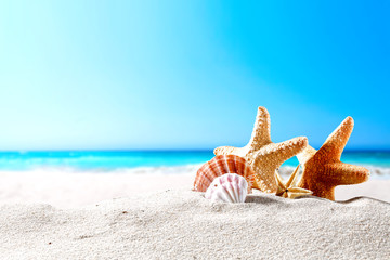 beautiful sea shells on the seashore with room for a product or advertising text  