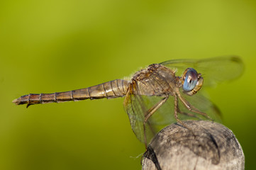 Scarlet Dragonfly, macro