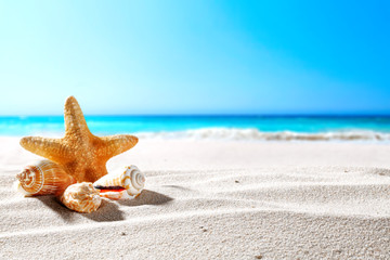 beautiful sea shells on the seashore with room for a product or advertising text  