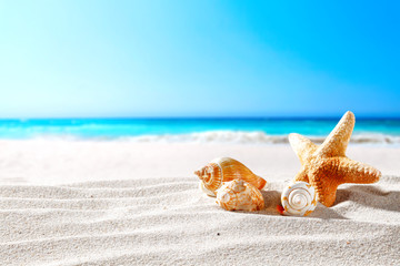 beautiful sea shells on the seashore with room for a product or advertising text  