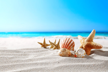 beautiful sea shells on the seashore with room for a product or advertising text  