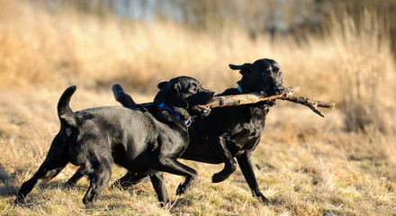 Two Black Labrador Retriever dogs playing together with large stick in field