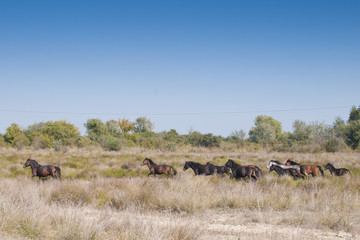 Fototapeta na wymiar Wild Horses running