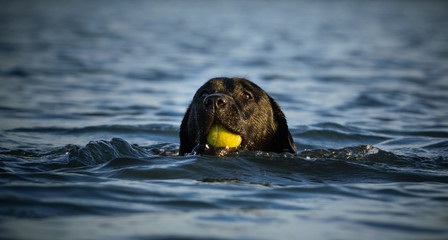 Naklejka premium Black Labrador Retriever dog swimming with tennis ball