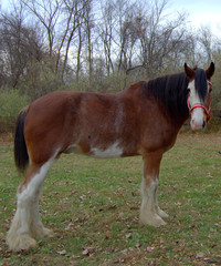 Clydesdale Gelding