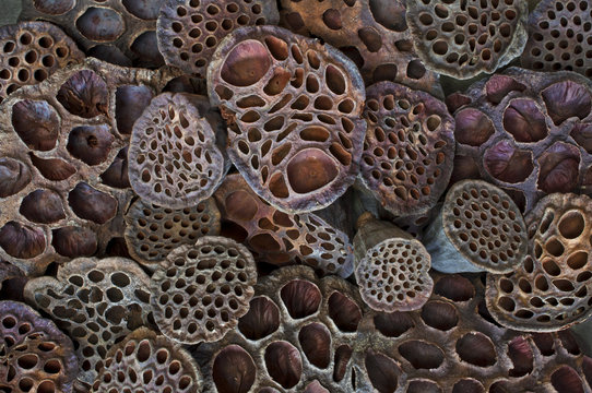Dried Lotus pods closeup /Texture background of lotus pods