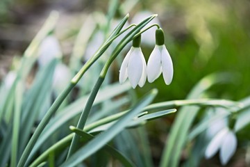 Early spring / winter white wet snowdrop flowers with green stalks and blurry background, closeup...