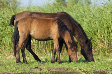 Wild Horse