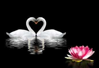 twee zwanen en een lotusbloem op het water