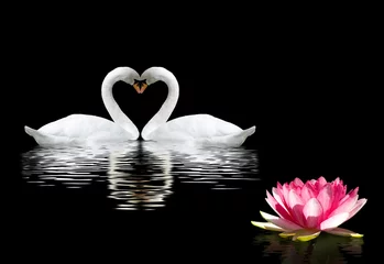 Fototapete Schwan zwei Schwäne und eine Lotusblume auf dem Wasser