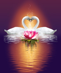 Fototapeta premium two swans and a lotus flower on the water