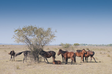 Wild Horses at Letea