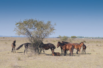 Wild Horses at Letea