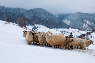 Naklejka premium Sheep Flock in Mountains, in Winter