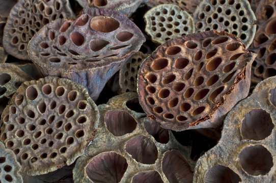Dried Lotus pods in macro closeup view/Texture background of lotus pods