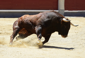 spanish bull