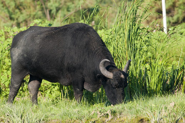 Water Buffalo (female) grazing