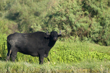 Water Buffalo (female) grazing