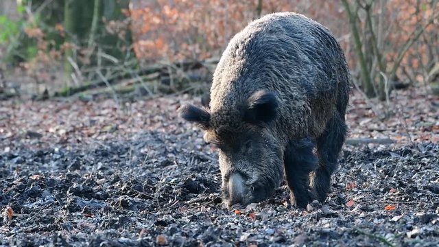Wildschwein Keiler im Wald, Schwarzwild, Januar, (Sus scrofa)
