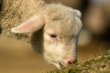 Fototapeta premium White Lamb Portrait in springtime
