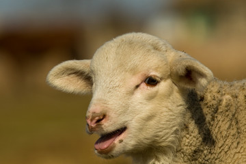 White Lamb Portrait in springtime