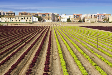Typical landscape of orchard near Valencia city
