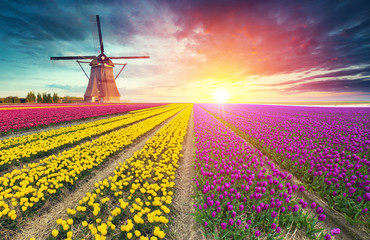 traditional Netherlands Holland dutch scenery with one typical windmill and tulips, Netherlands countryside