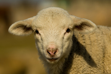 White Lamb Portrait in springtime