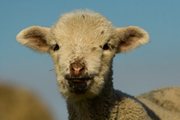 White Lamb Portrait in springtime