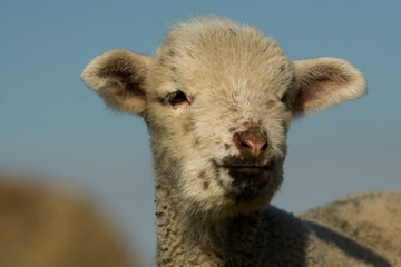 White Lamb Portrait in springtime