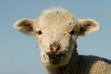 Obraz premium White Lamb Portrait in springtime