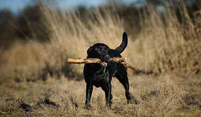 Black Labrador Retriever dog outdoor portrait standing in field holding stick