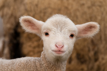 White Lamb Portrait in springtime