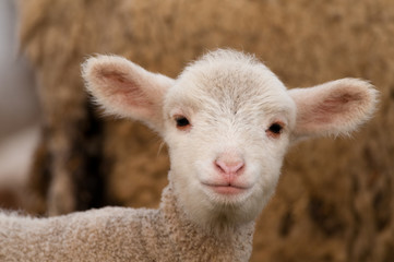 White Lamb Portrait in springtime